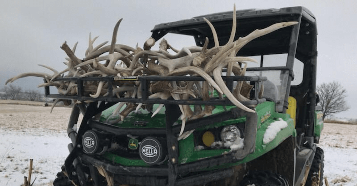 Featured Image for Why Deer Shed Their Antlers